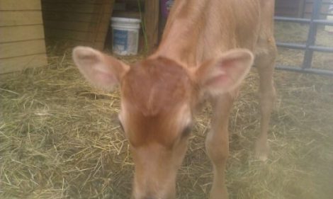 Daisy Has Her Baby Image